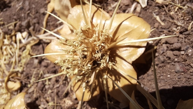 Boopis eryngioides photo 5