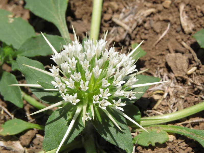 Boopis eryngioides photo 6