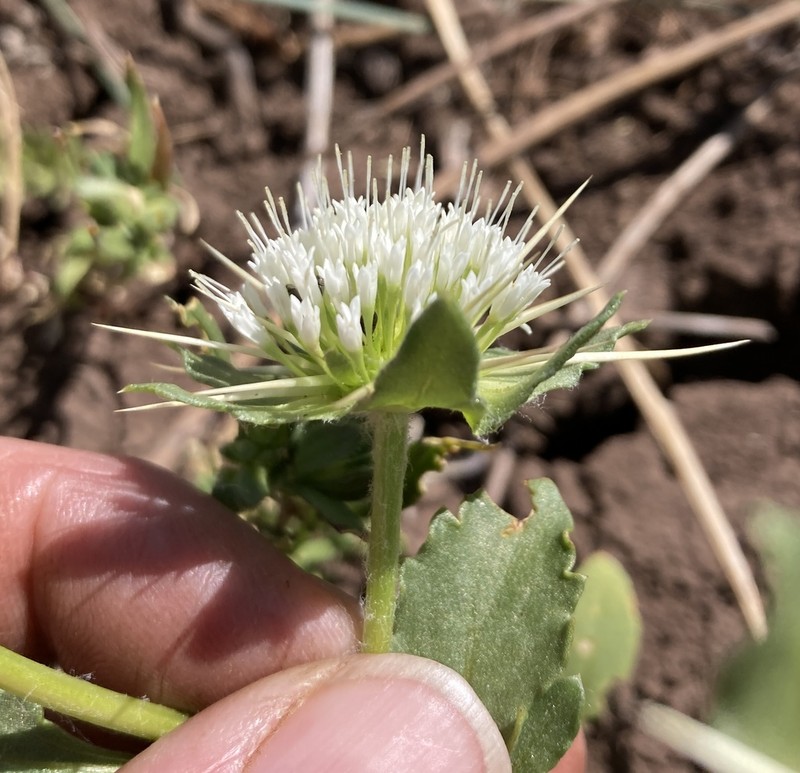 Boopis eryngioides photo 7