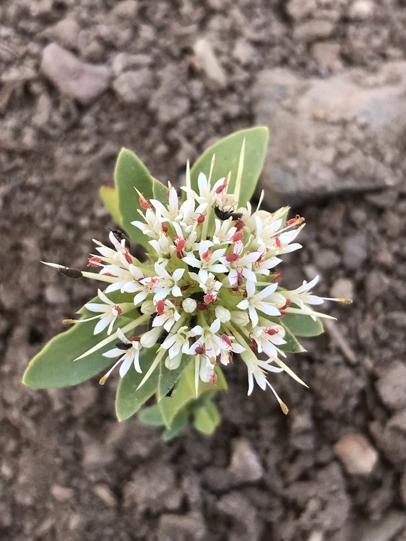 Boopis eryngioides photo 8