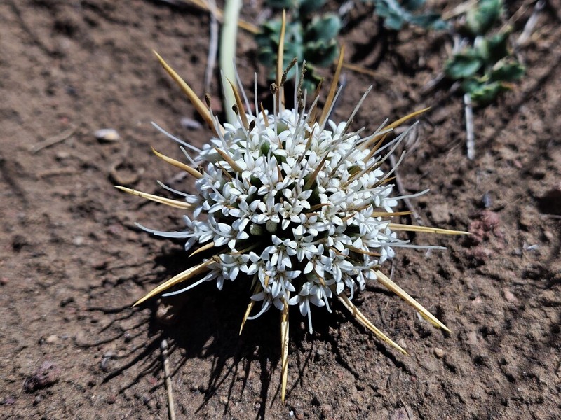 Boopis horrida