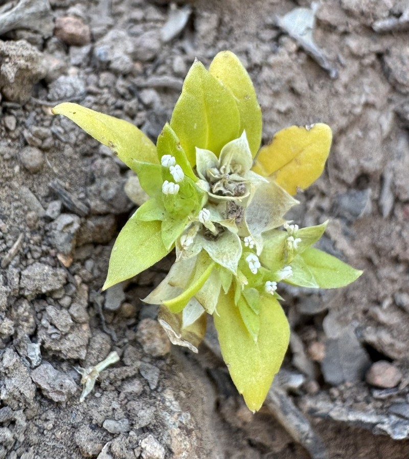 Boopis sessiliflora photo 2