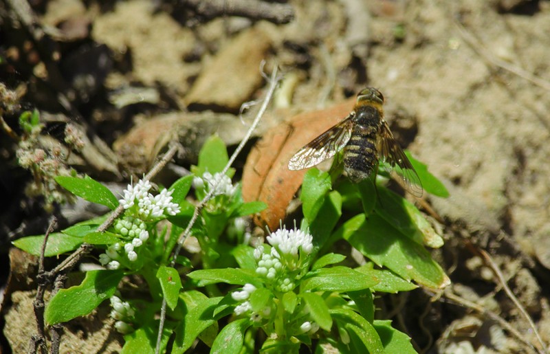 Boopis sessiliflora photo 3