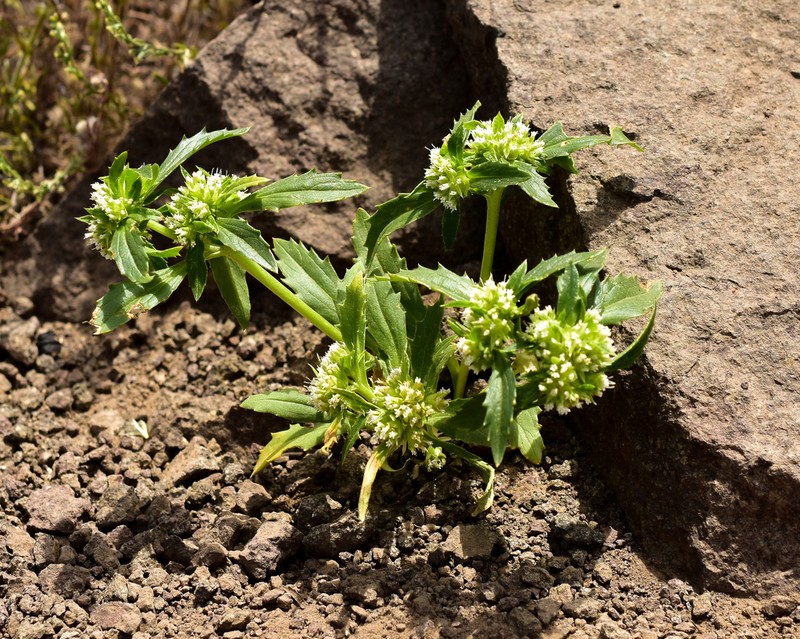 Boopis sessiliflora photo 4