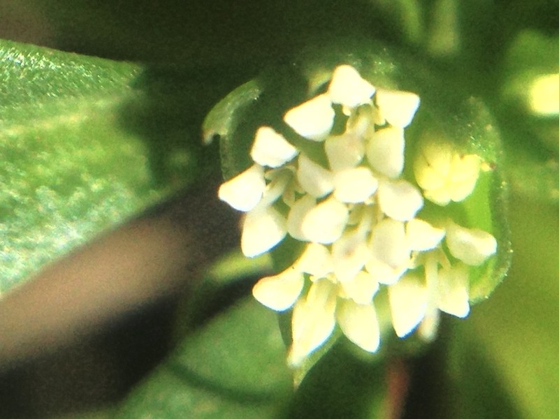 Boopis sessiliflora photo 5