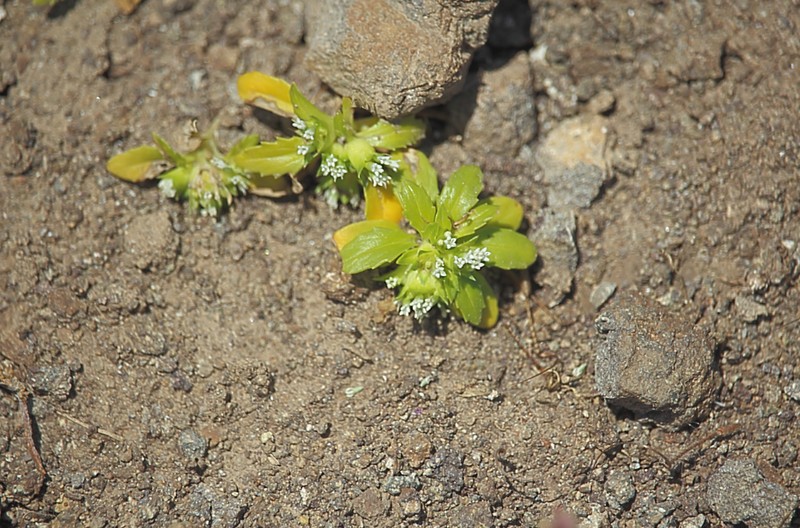Boopis sessiliflora photo 6
