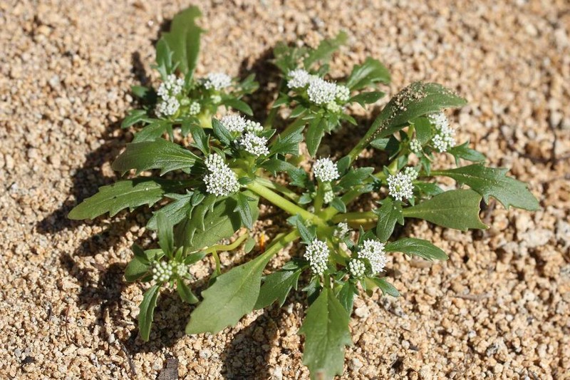 Boopis sessiliflora photo 7
