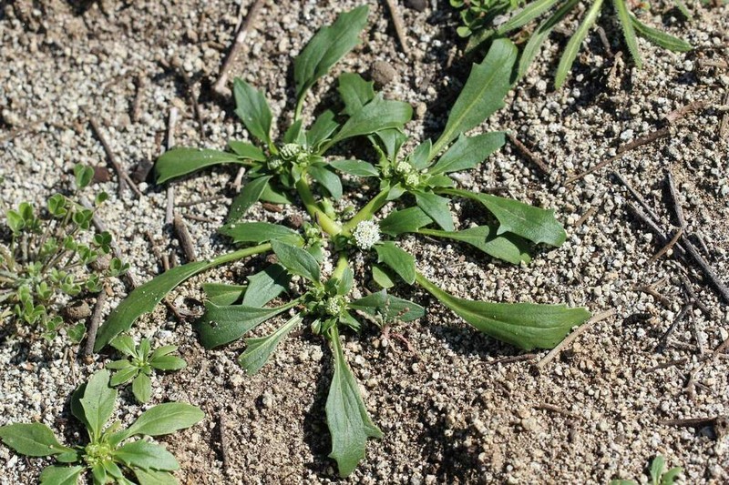 Boopis sessiliflora photo 8