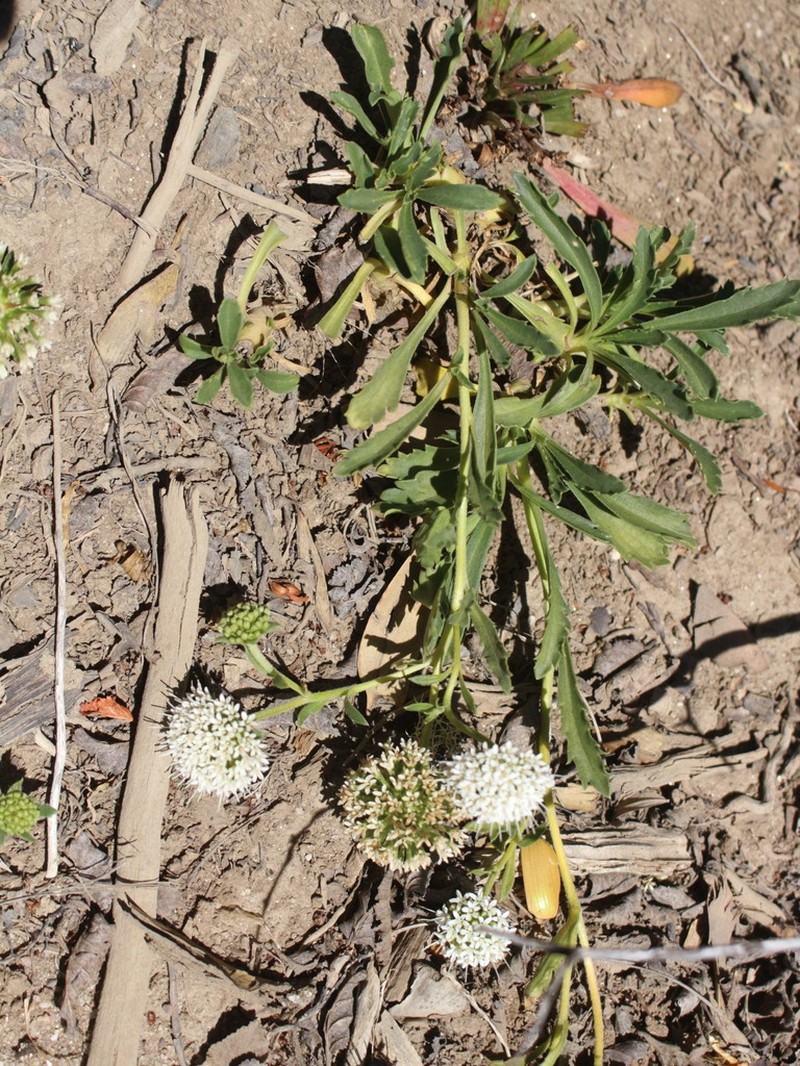 Boopis sympaganthera