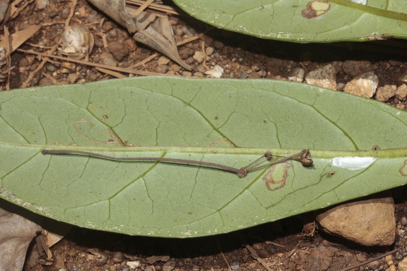 Bopopia parviflora