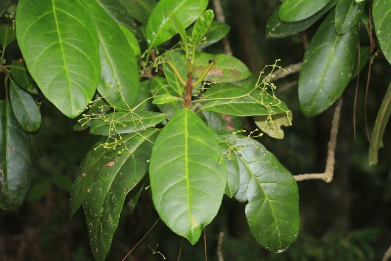 Bopopia parviflora photo 2