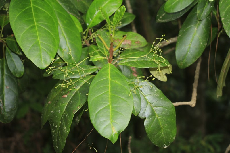 Bopopia parviflora photo 3
