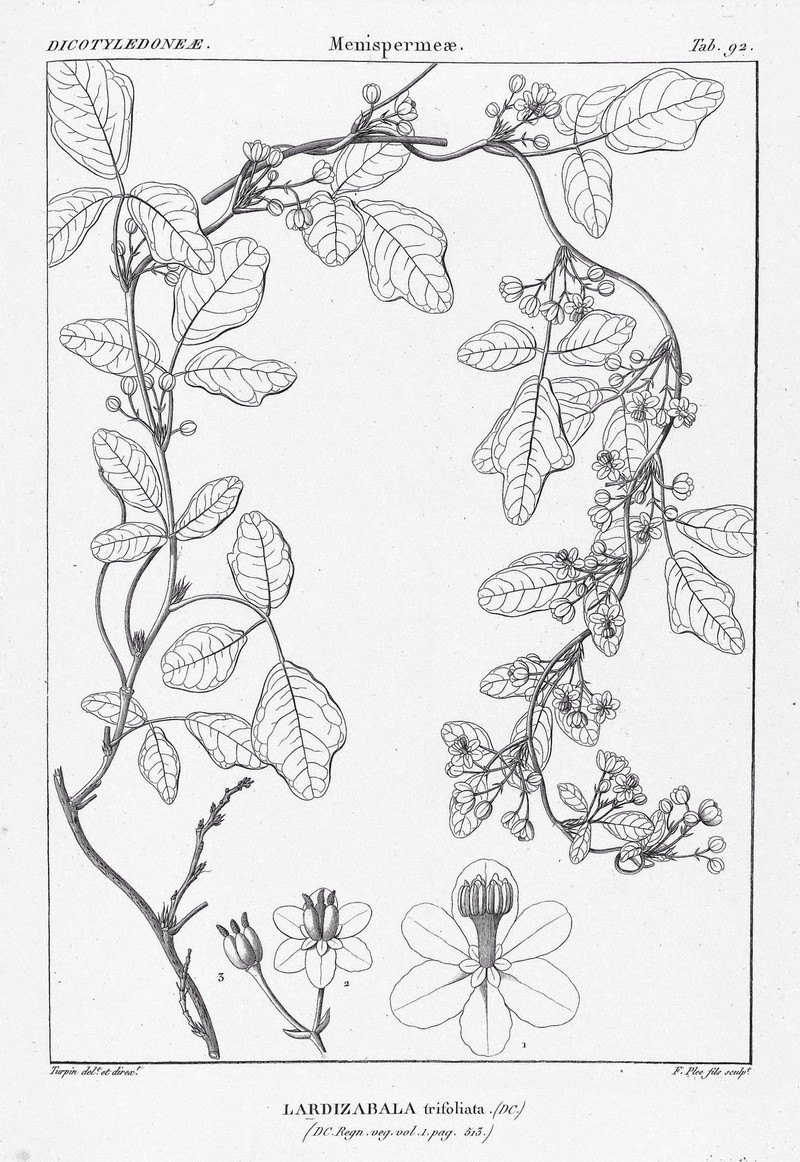 Boquila trifoliolata photo 2