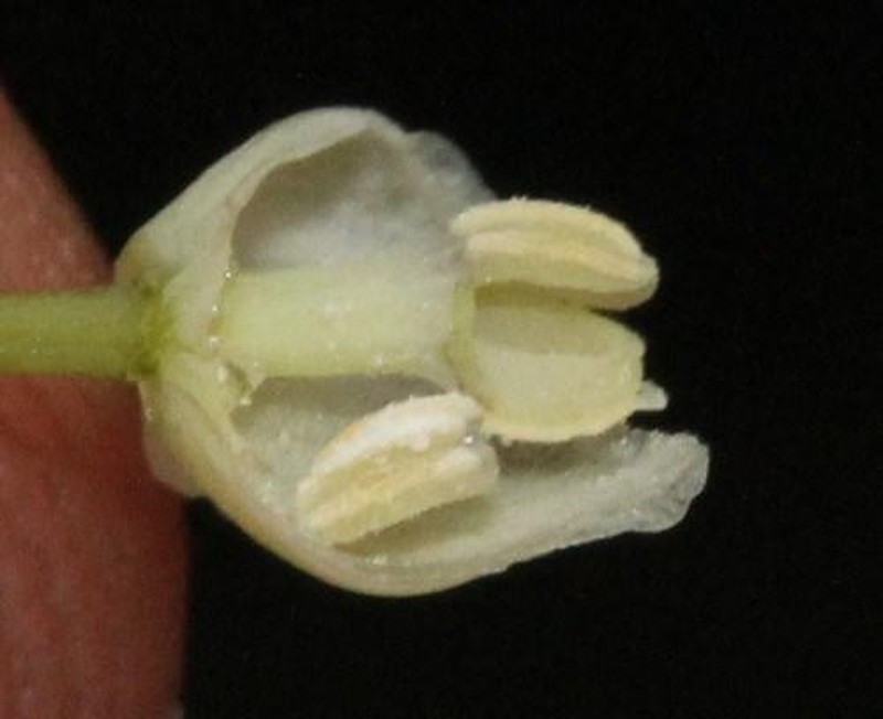 Boquila trifoliolata photo 3