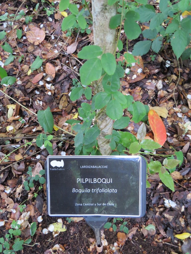 Boquila trifoliolata photo 4