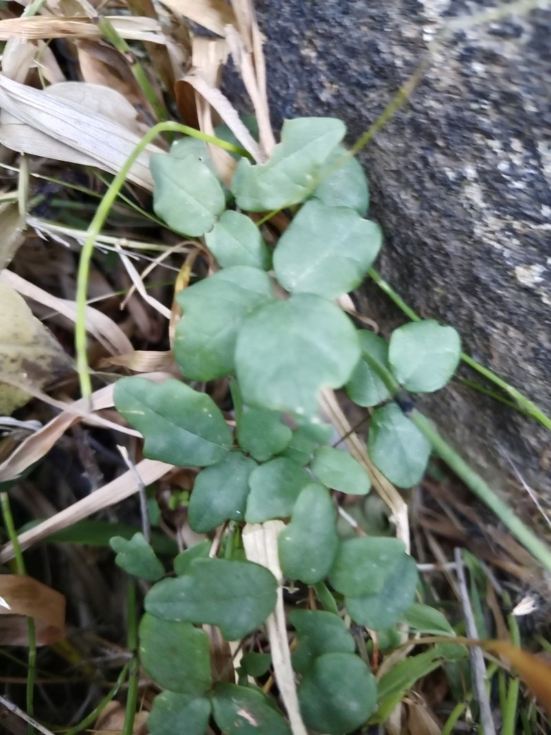 Boquila trifoliolata photo 5