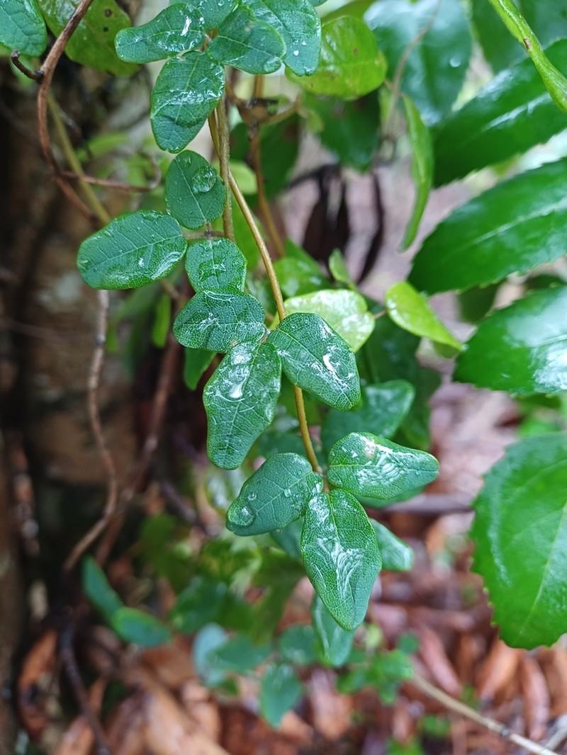 Boquila trifoliolata photo 6