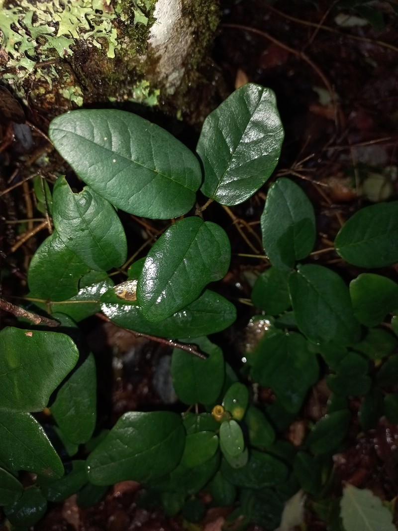 Boquila trifoliolata photo 7