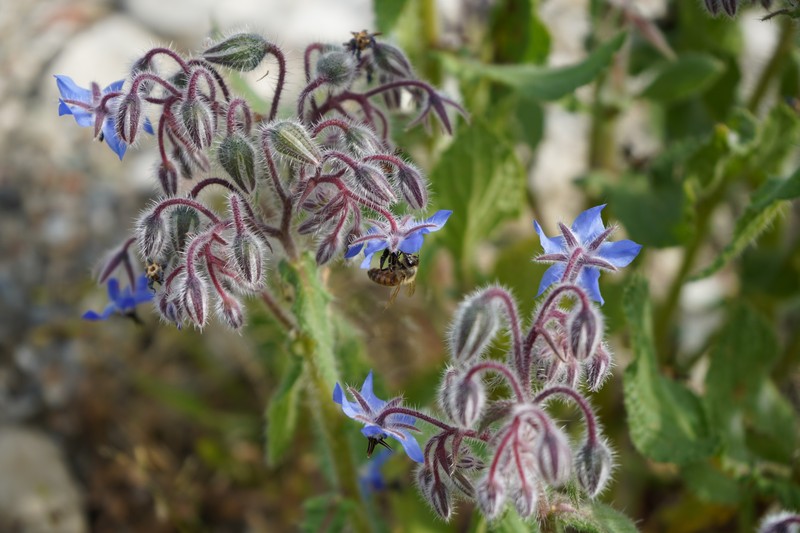 Common Borage