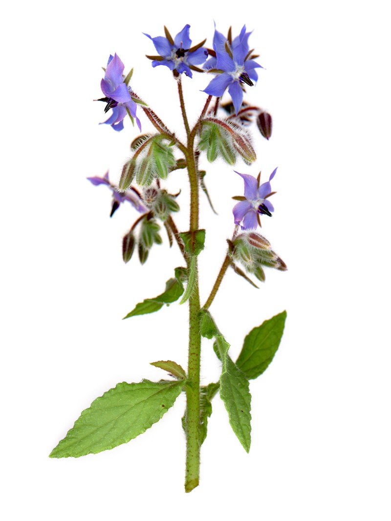 Common Borage photo 4