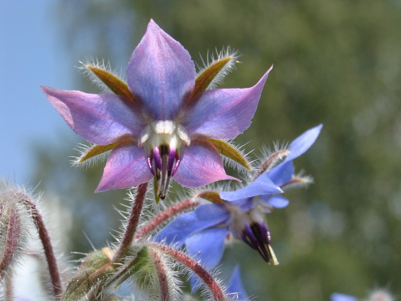 Common Borage photo 5