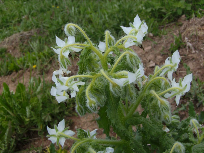 Common Borage photo 6