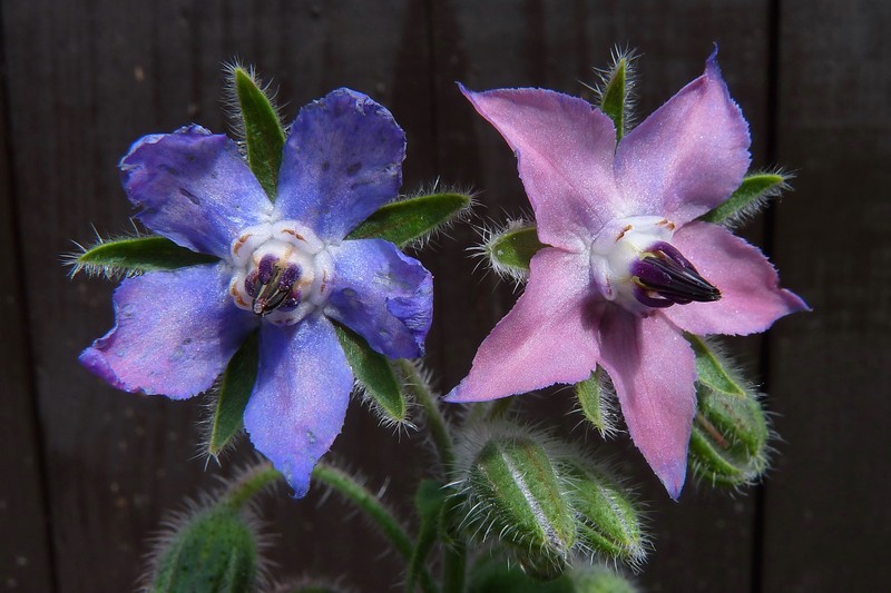 Common Borage photo 7
