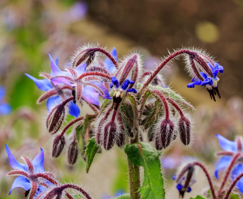 Common Borage photo 2