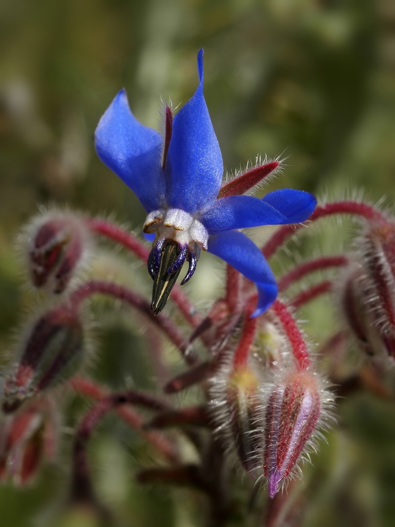 Common Borage photo 3