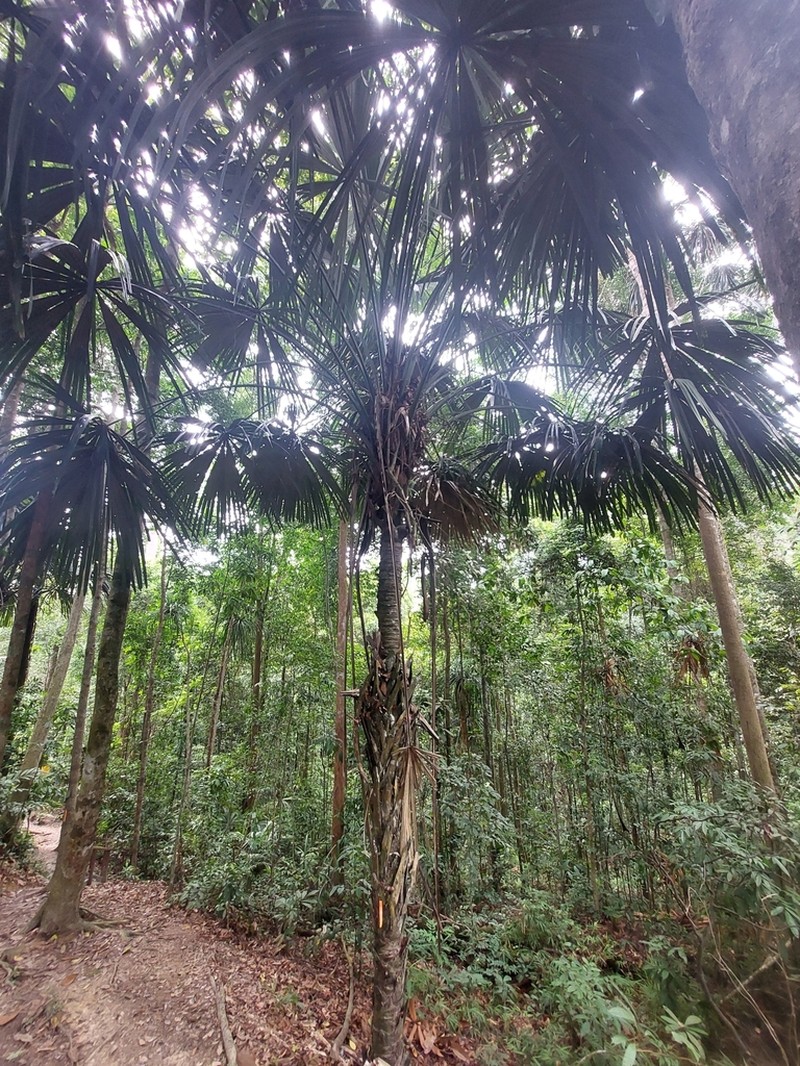 Borassodendron borneense photo 2