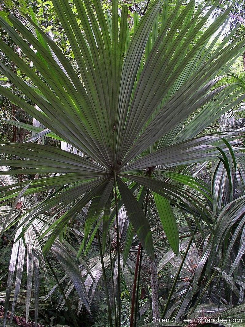 Borassodendron borneense photo 3