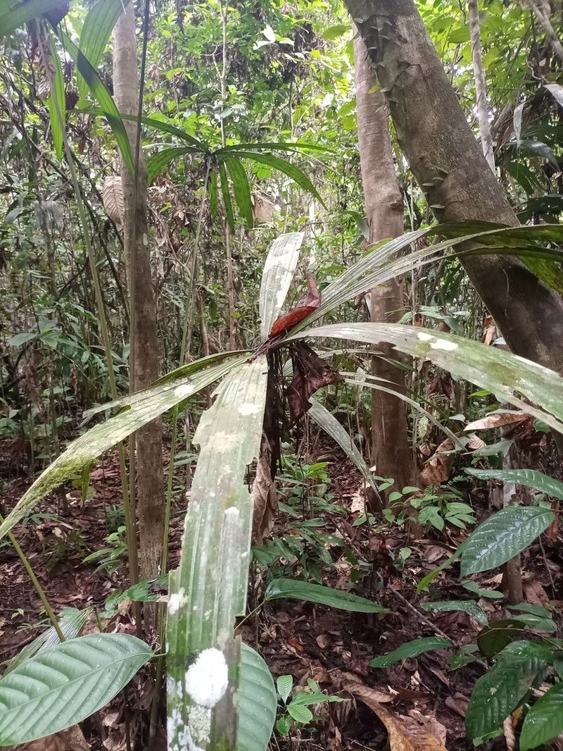Borassodendron borneense photo 4