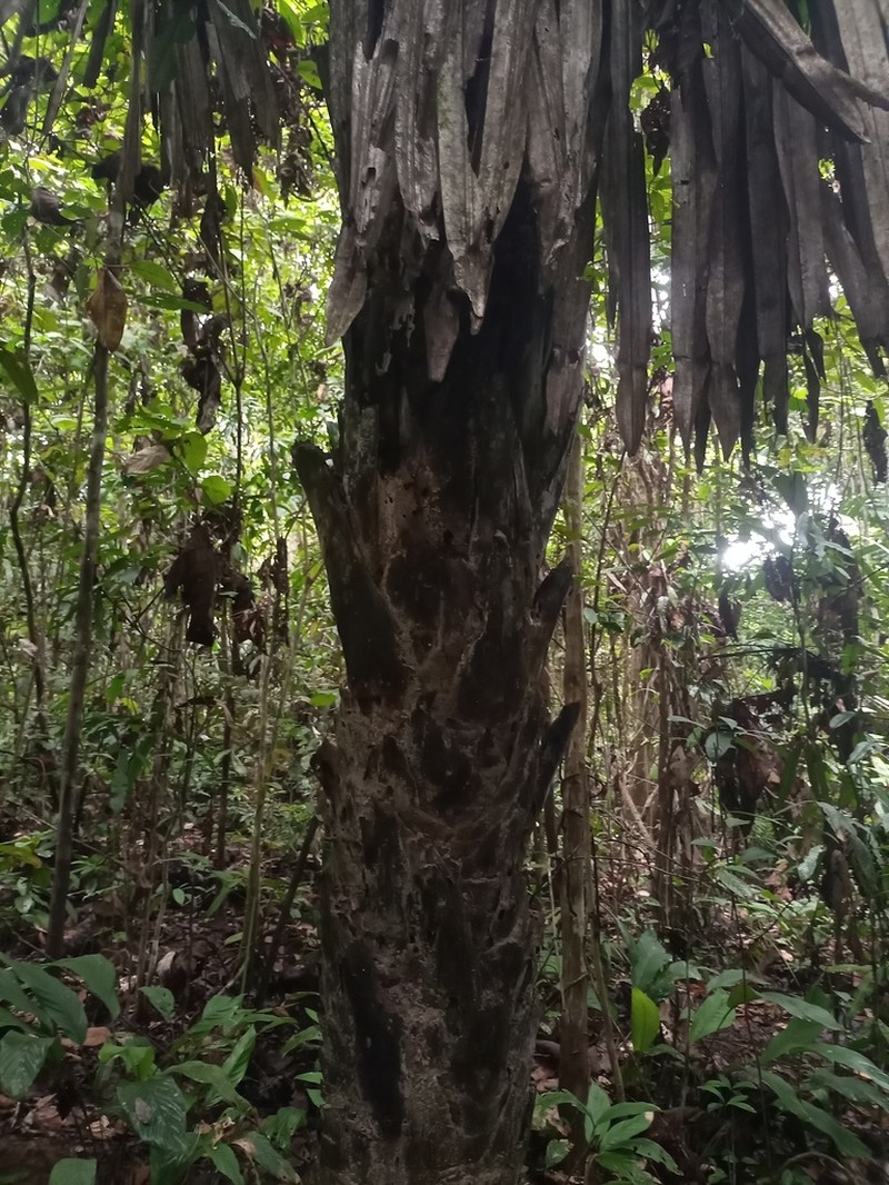 Borassodendron borneense photo 5