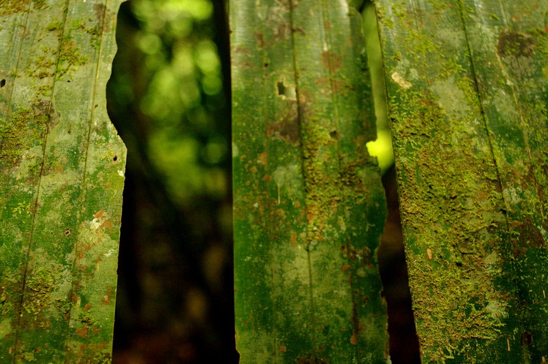 Borassodendron borneense photo 6
