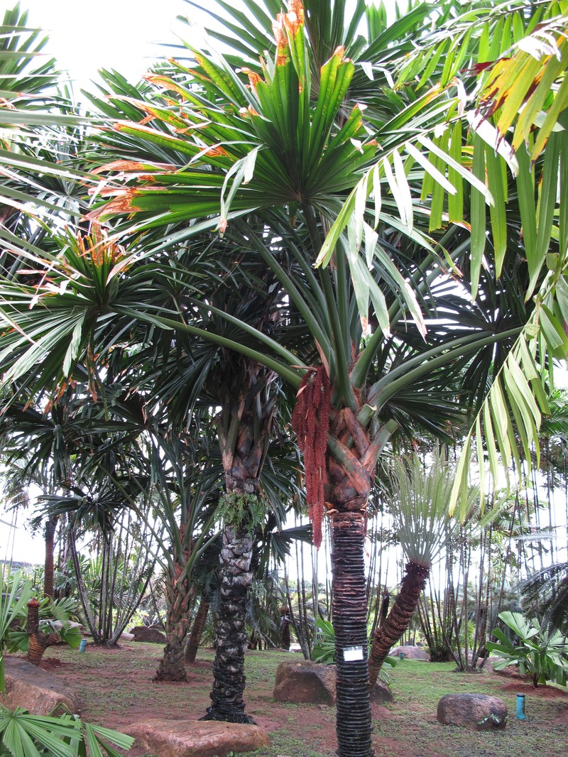 Borassodendron machadonis