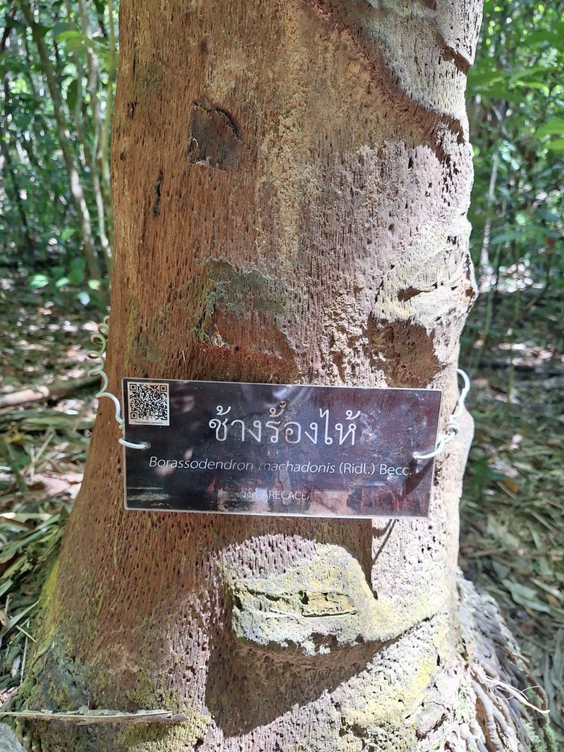 Borassodendron machadonis photo 5