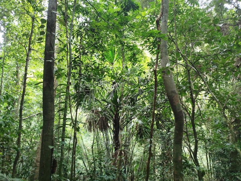 Borassodendron machadonis photo 6