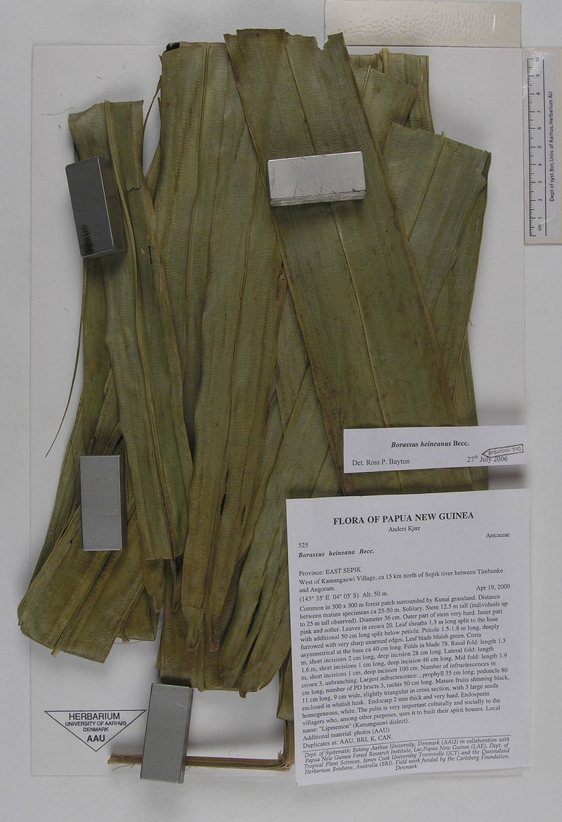 Borassus heineanus photo 3