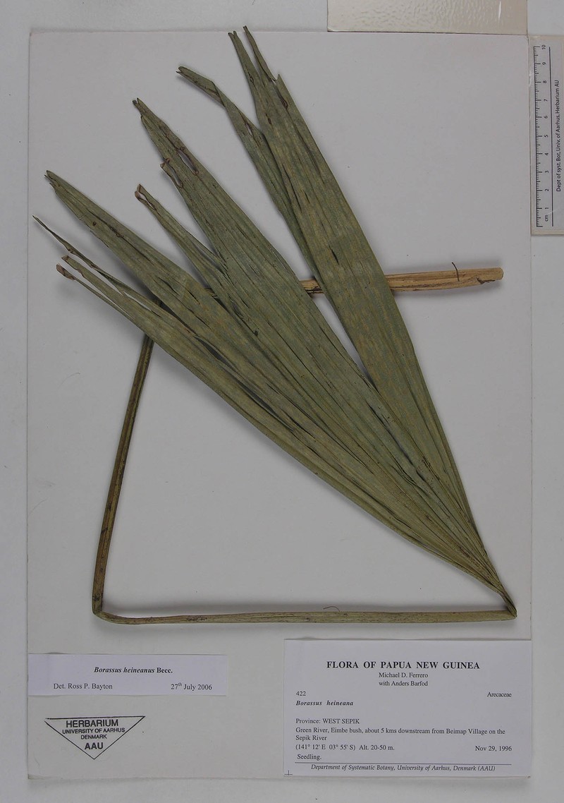 Borassus heineanus photo 4