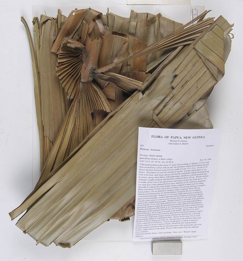 Borassus heineanus photo 5