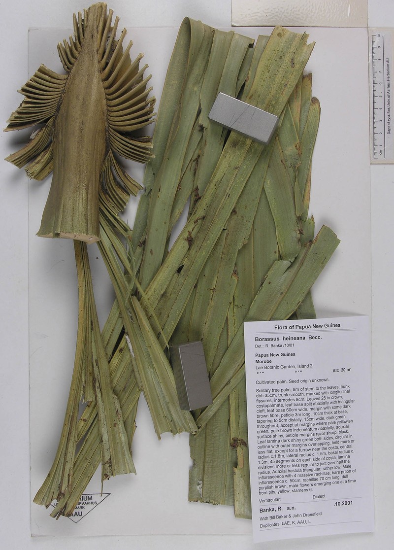 Borassus heineanus