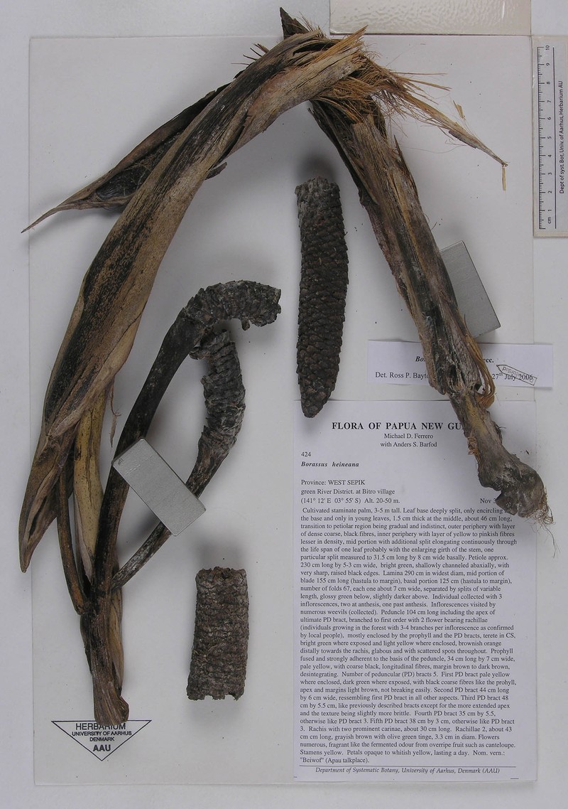 Borassus heineanus photo 6