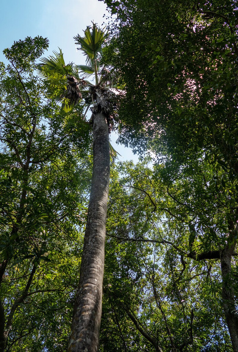 Borassus madagascariensis