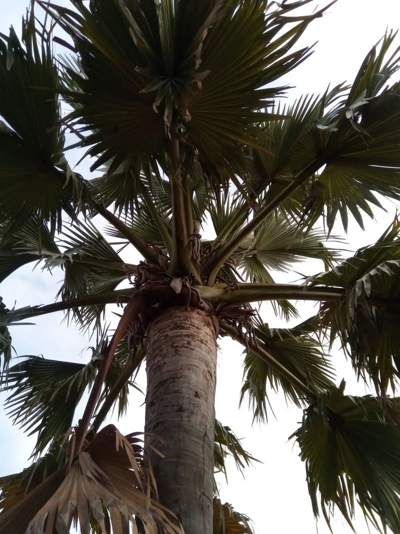 Borassus madagascariensis photo 2