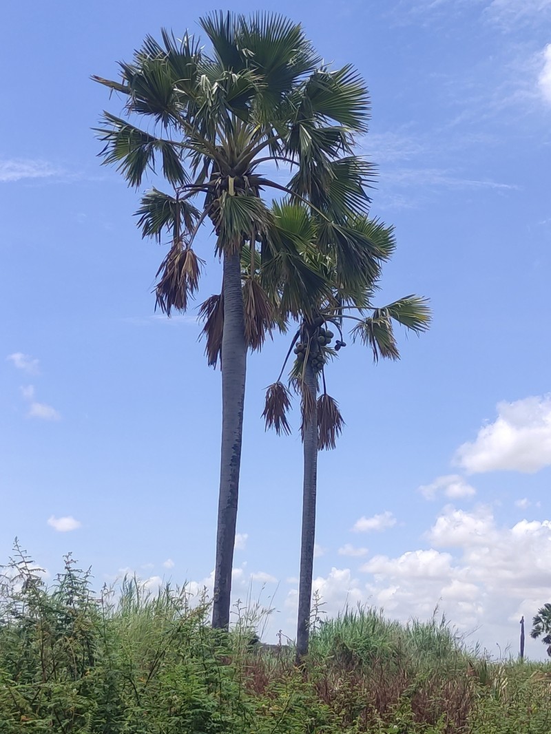 Borassus madagascariensis photo 3