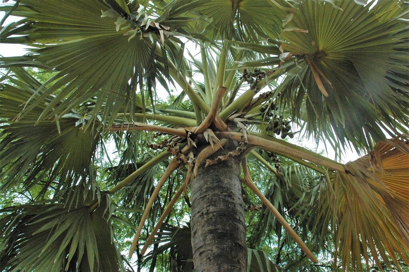 Borassus madagascariensis photo 4
