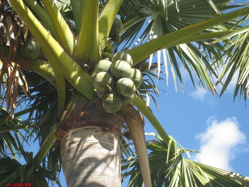 Borassus madagascariensis photo 5