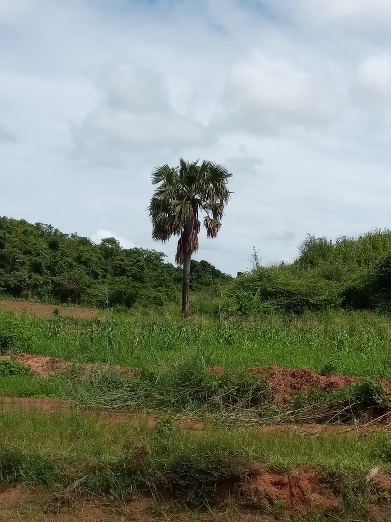 Borassus madagascariensis photo 6