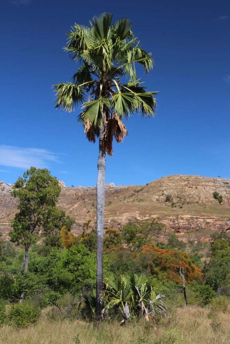 Borassus madagascariensis photo 7
