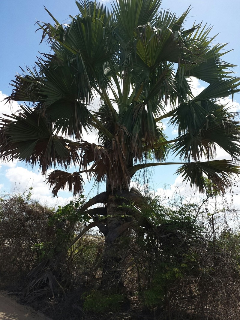 Borassus madagascariensis photo 8